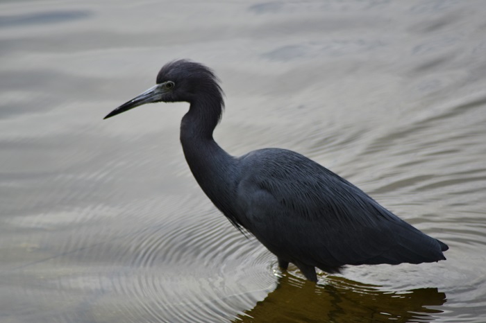 Blue Heron