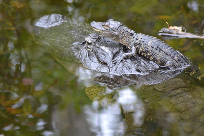 Alligators