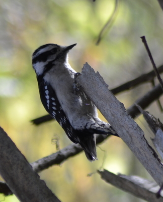 Downy woodpecker