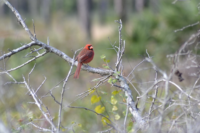 Male Cardinal